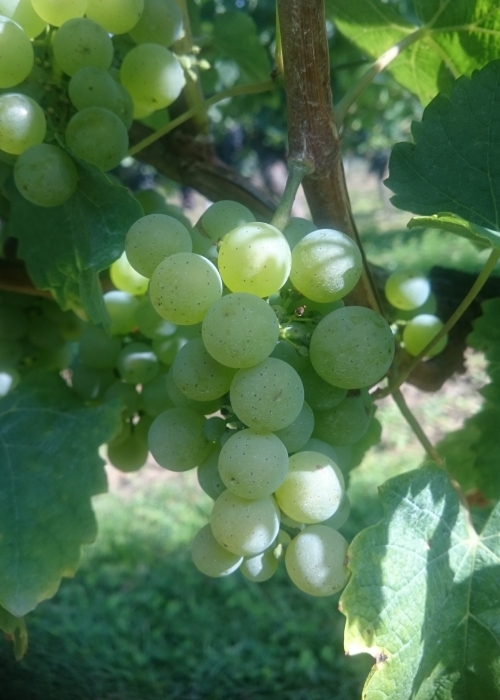 Silvaner Wue 318 DSC 0453